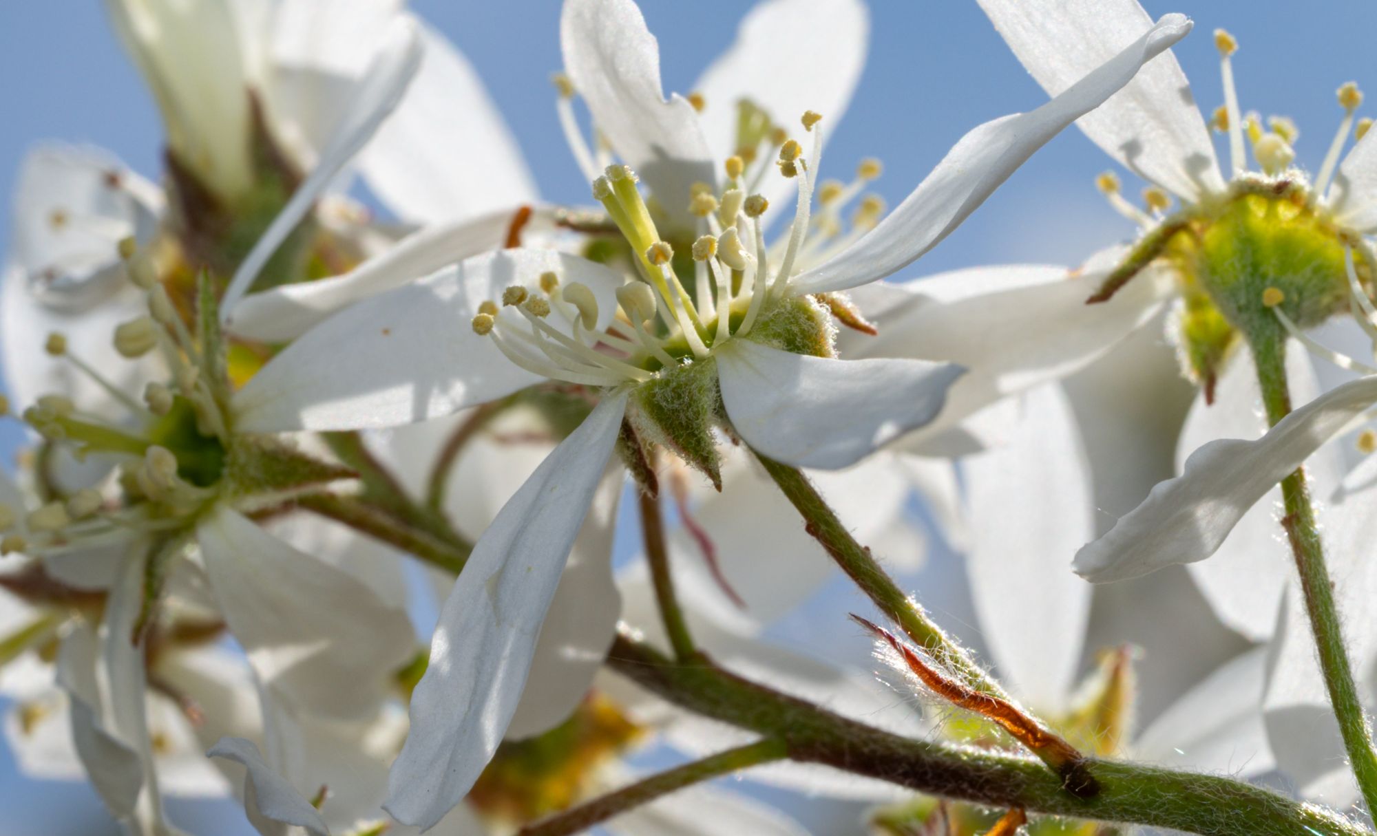 Amelanchier laevis blossoms