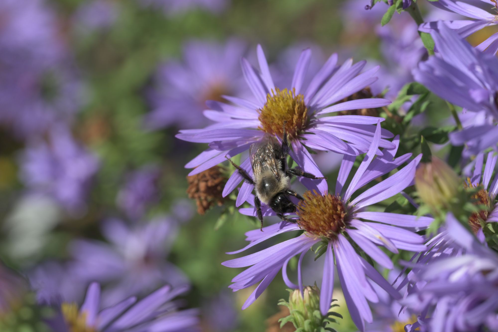 Bumble bee on aromatic aster