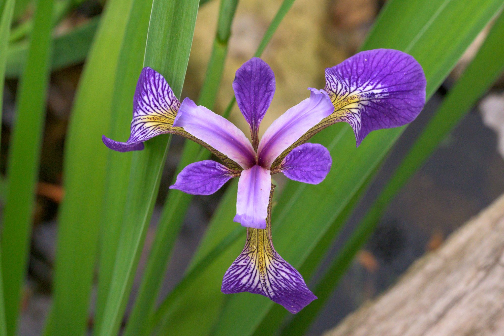 A blue flag iris (Iris versicolor) in bloom, its violet petals veined with purple and marked with yellow, against a backdrop of green sword-like leaves