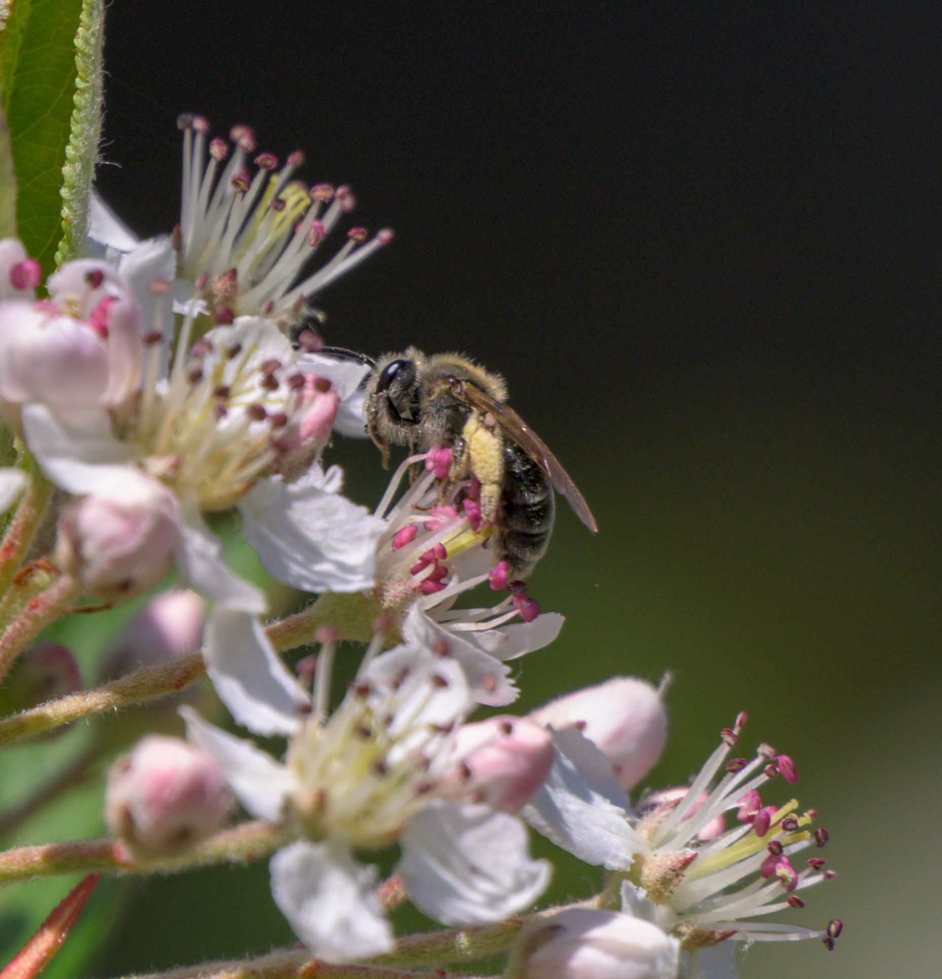 Native bee on chokeberry blossoms