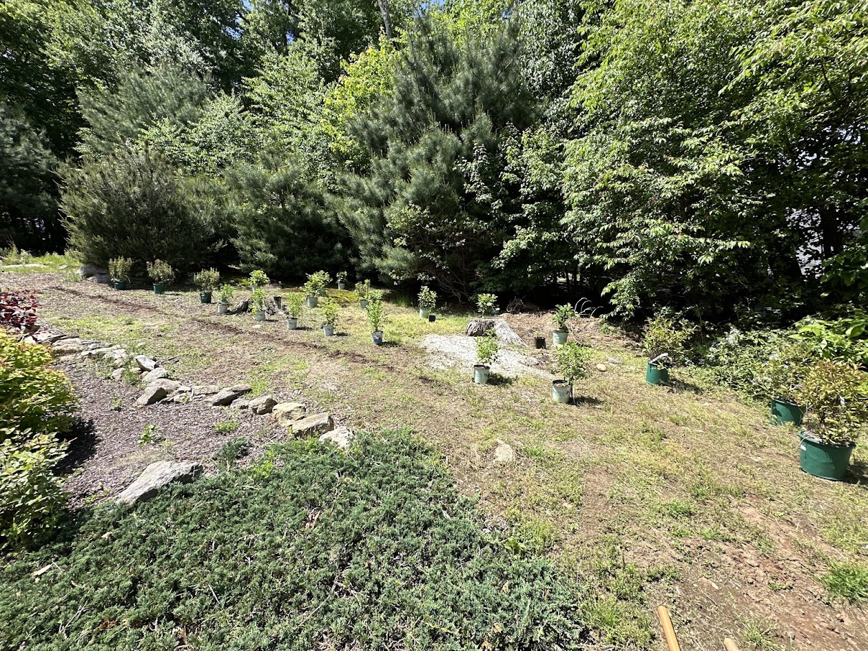 A sunny hillside at the woodland edge in Glastonbury during installation: potted native shrubs and perennials spaced out across the slope ready for planting, with a rock-edged mulch path along the left