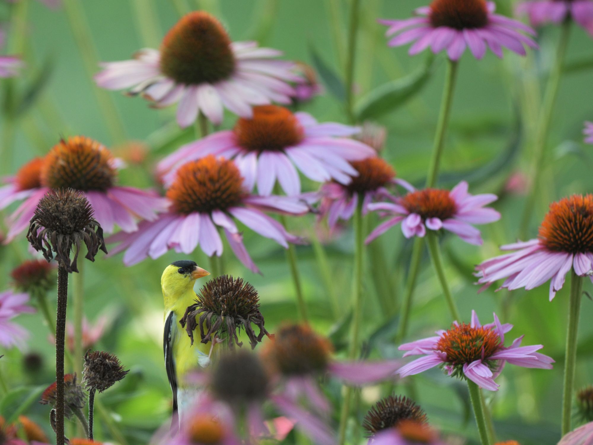 A bright yellow male American goldfinch perched among purple coneflowers (Echinacea purpurea), feeding on a spent seed head