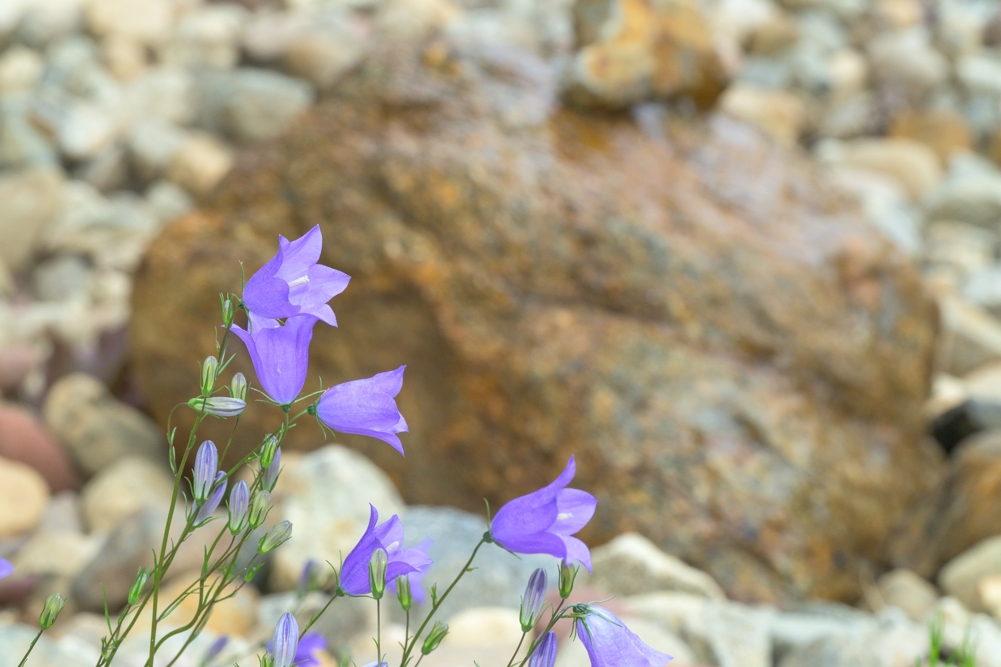 Delicate violet harebell (Campanula rotundifolia) flowers and buds nodding among the stones of the rock garden