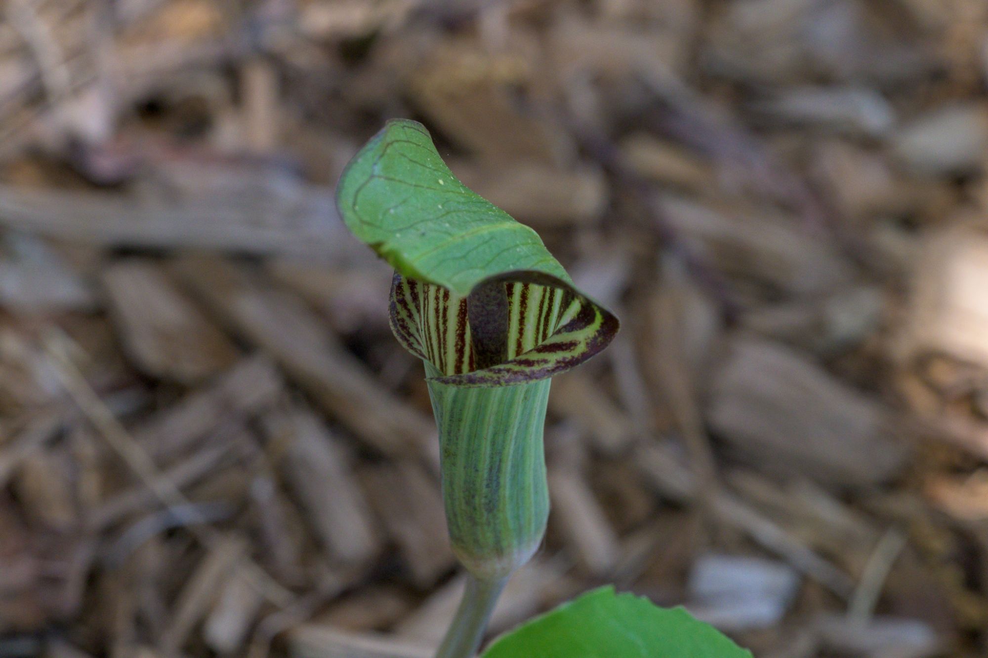 Jack-in-the-pulpit (Arisaema triphyllum), its striped green-and-maroon hooded spathe rising from leaf-mulch in the woodland planting
