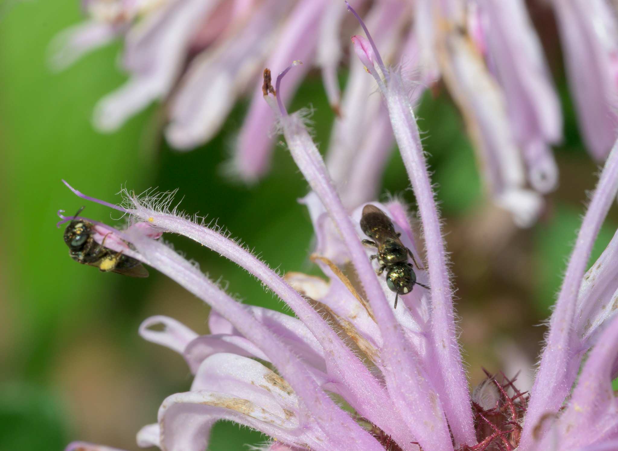 Two small native pollinators foraging on the lavender tubular flowers of Bradbury's bee balm (Monarda bradburyana)