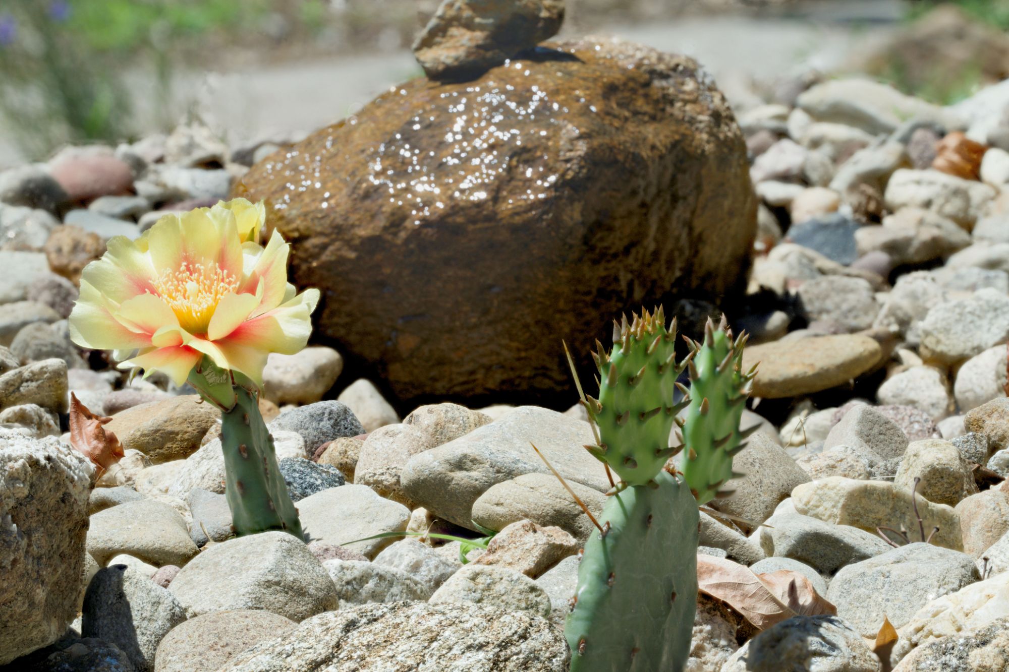 A bubbling boulder pondless water feature set in a gravel-and-stone rock garden, with native Eastern prickly pear cactus in yellow bloom in the foreground