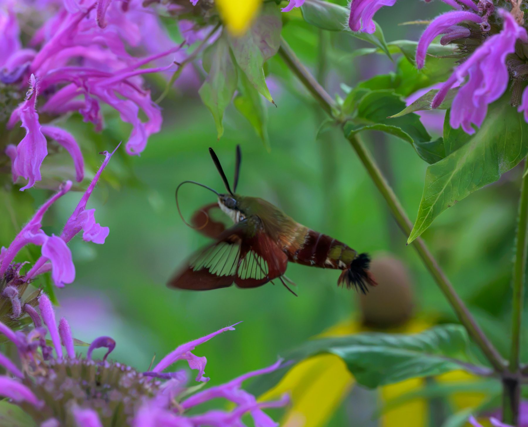 A hummingbird clearwing moth, olive and maroon with clear wing panels, hovering among lavender wild bergamot blooms