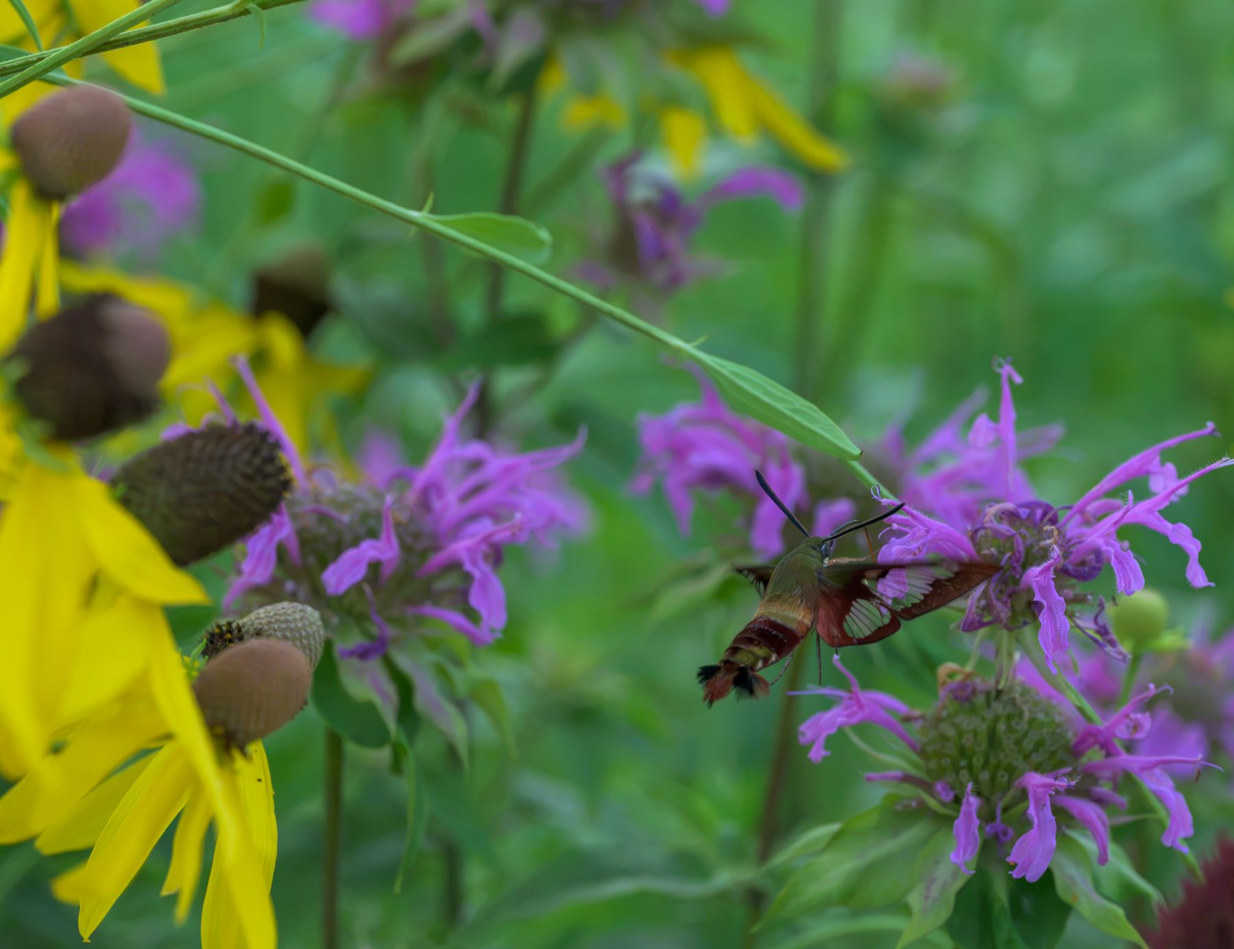 A hummingbird clearwing moth feeding on wild bergamot, with yellow gray-headed coneflowers in the foreground
