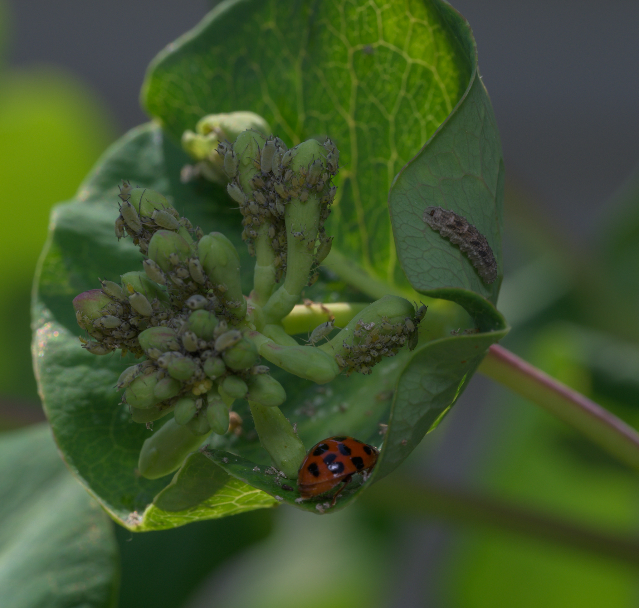 Lady beetle and aphids