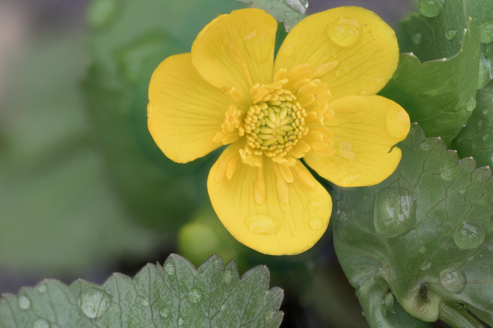 Marsh marigold