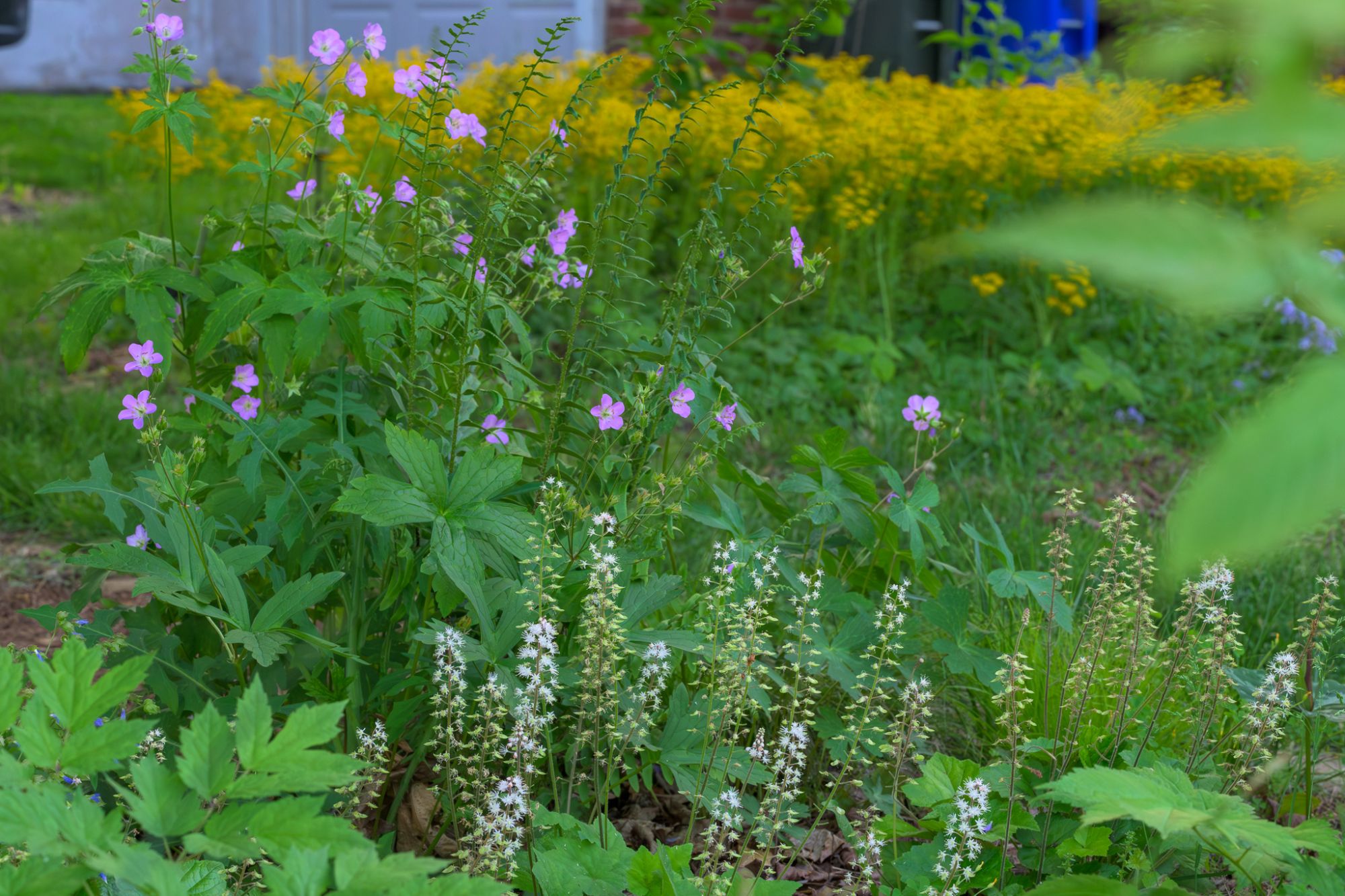The front-yard woodland edge in spring: Wild Geranium, Foamflower, and Christmas fern with Woodland Phlox and Golden Groundsel behind