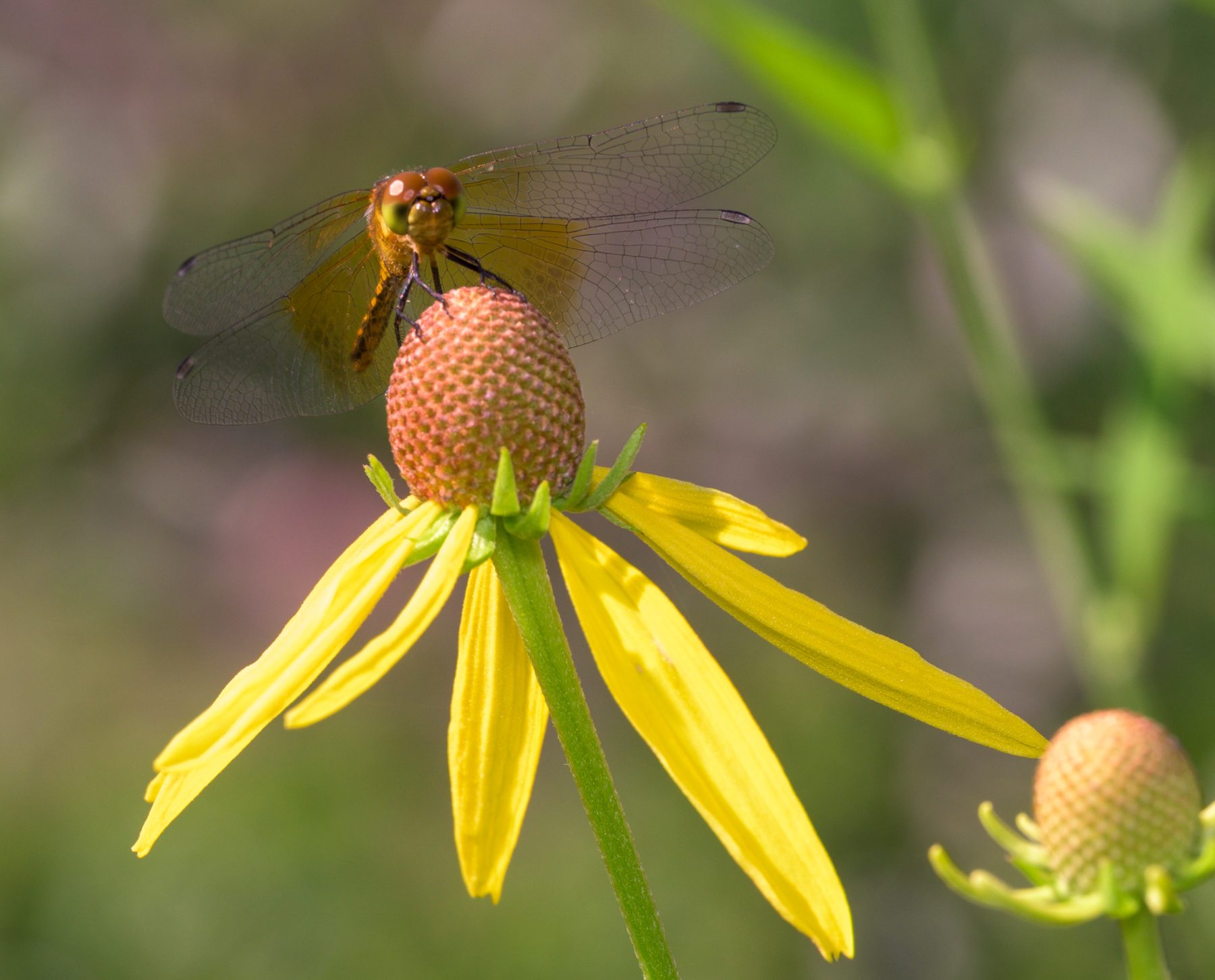 An amber meadowhawk dragonfly perched atop the rounded cone of a yellow gray-headed coneflower