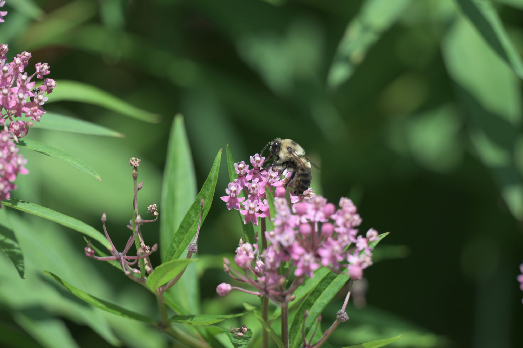 Bee on swamp milkweed