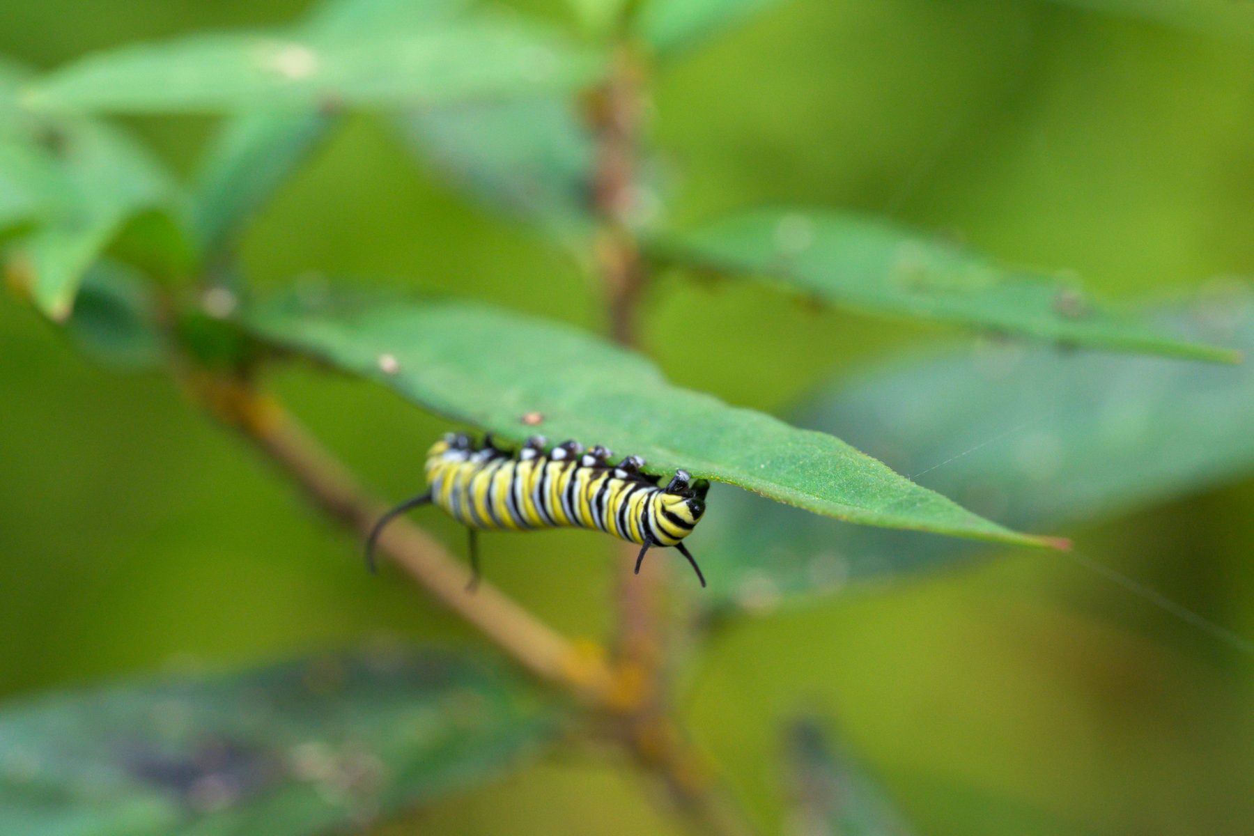 A yellow, black, and white striped monarch caterpillar clinging to the underside of a milkweed leaf