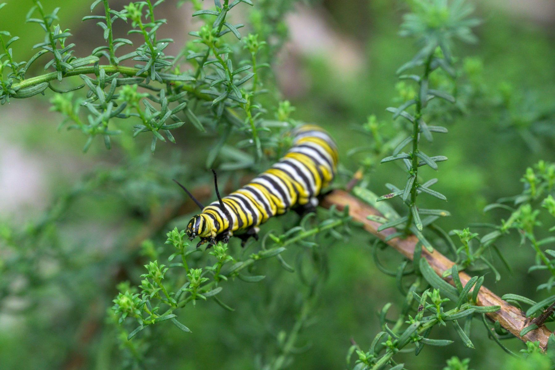 A monarch caterpillar crawling along the fine, narrow foliage of an aster, preparing to pupate