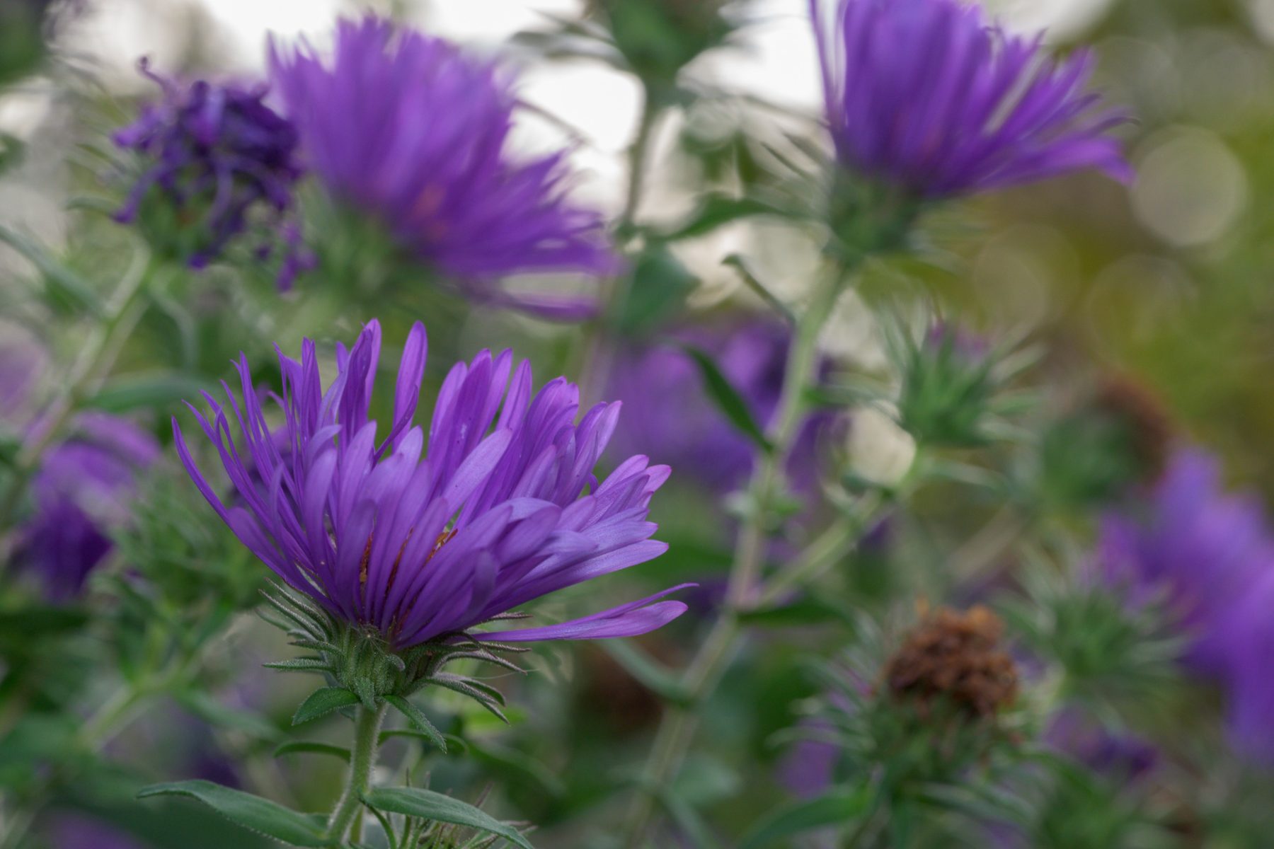 Violet New England aster flowers with fine rays, soft-focus asters behind