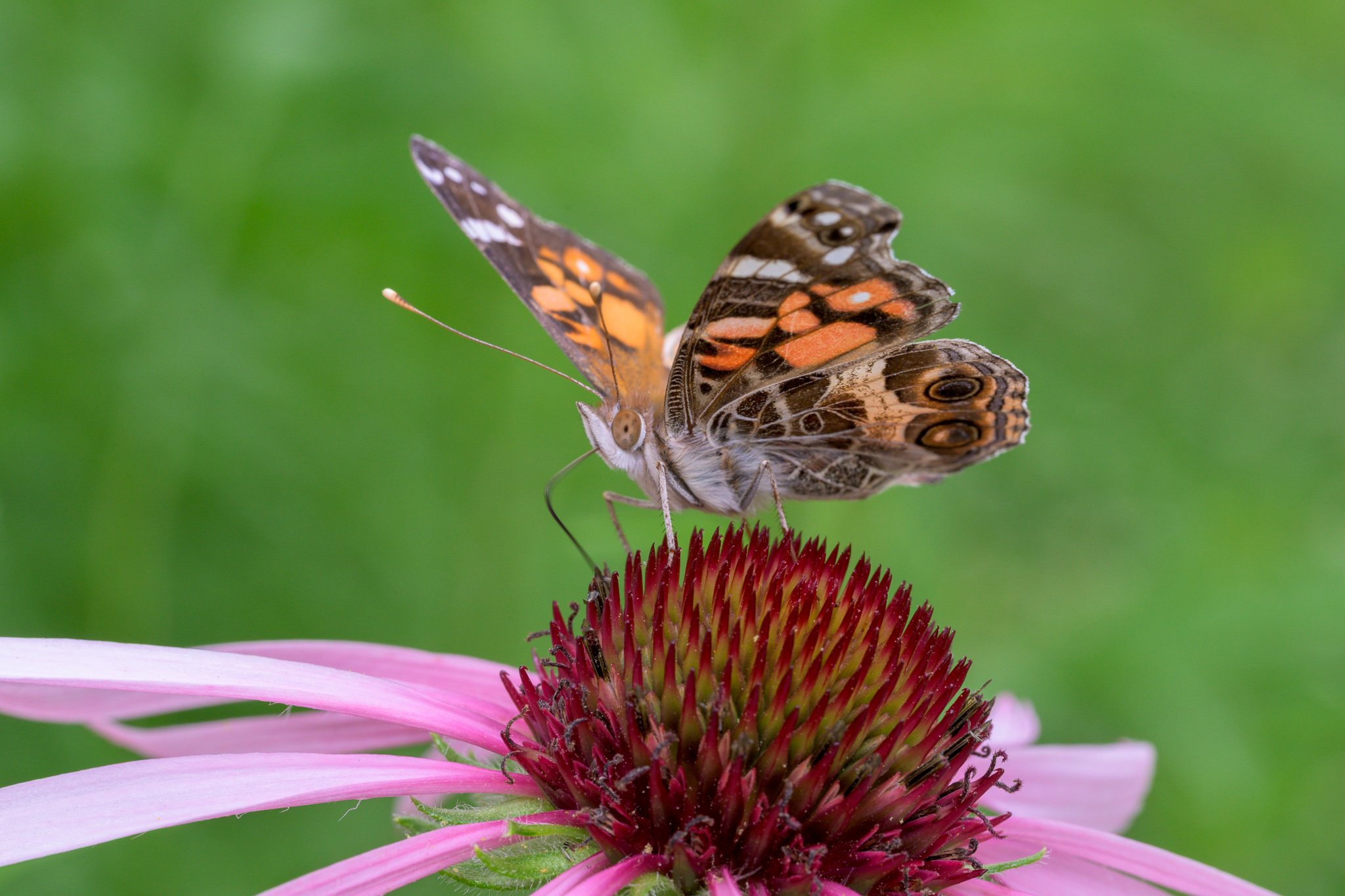 A painted lady butterfly with orange-and-brown patterned wings perched on the red-pink central cone of a purple coneflower (Echinacea purpurea)