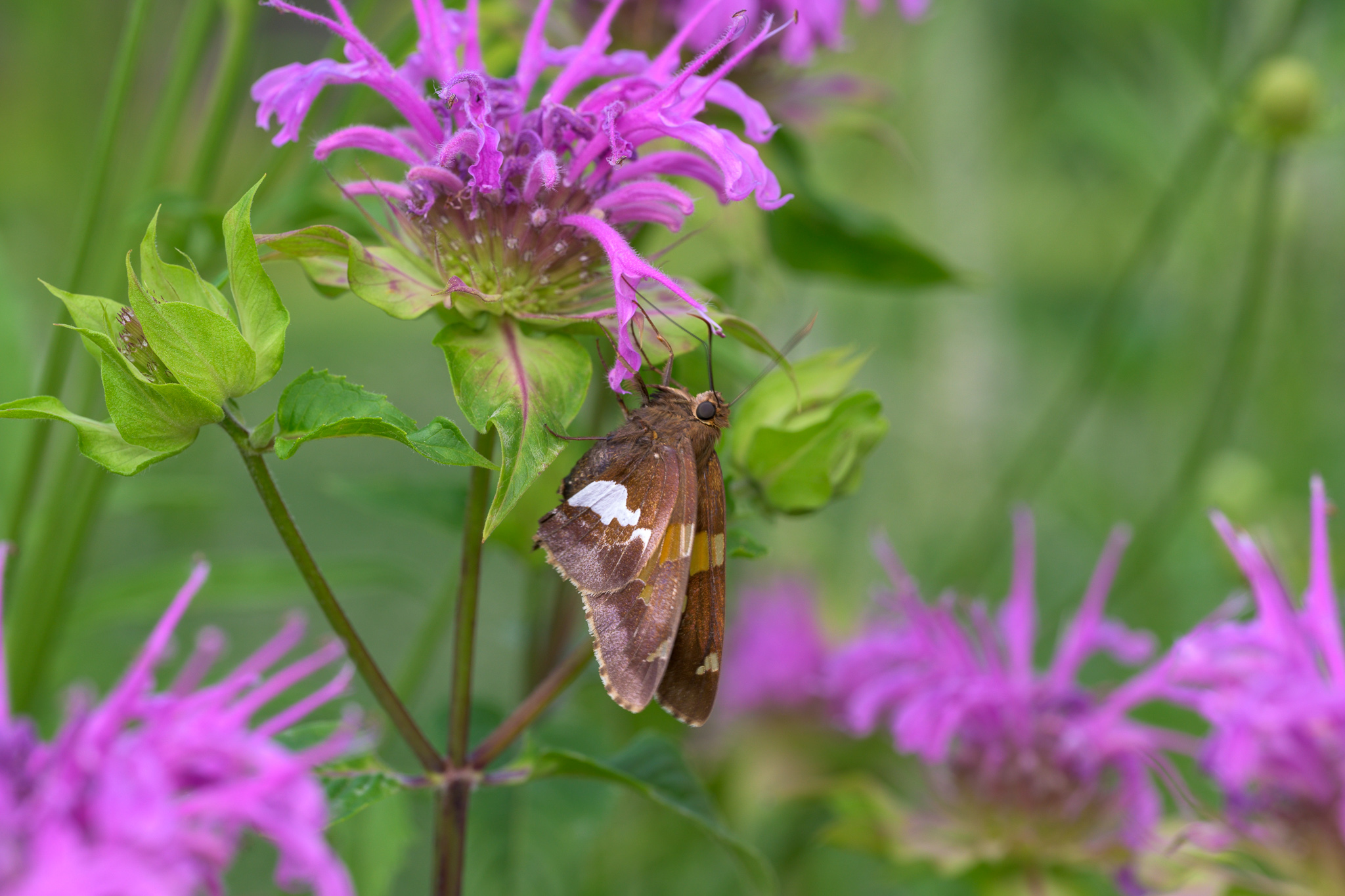 A silver-spotted skipper, brown with a bright white patch on its wing, perched beneath the lavender-pink bloom of wild bergamot (Monarda fistulosa)