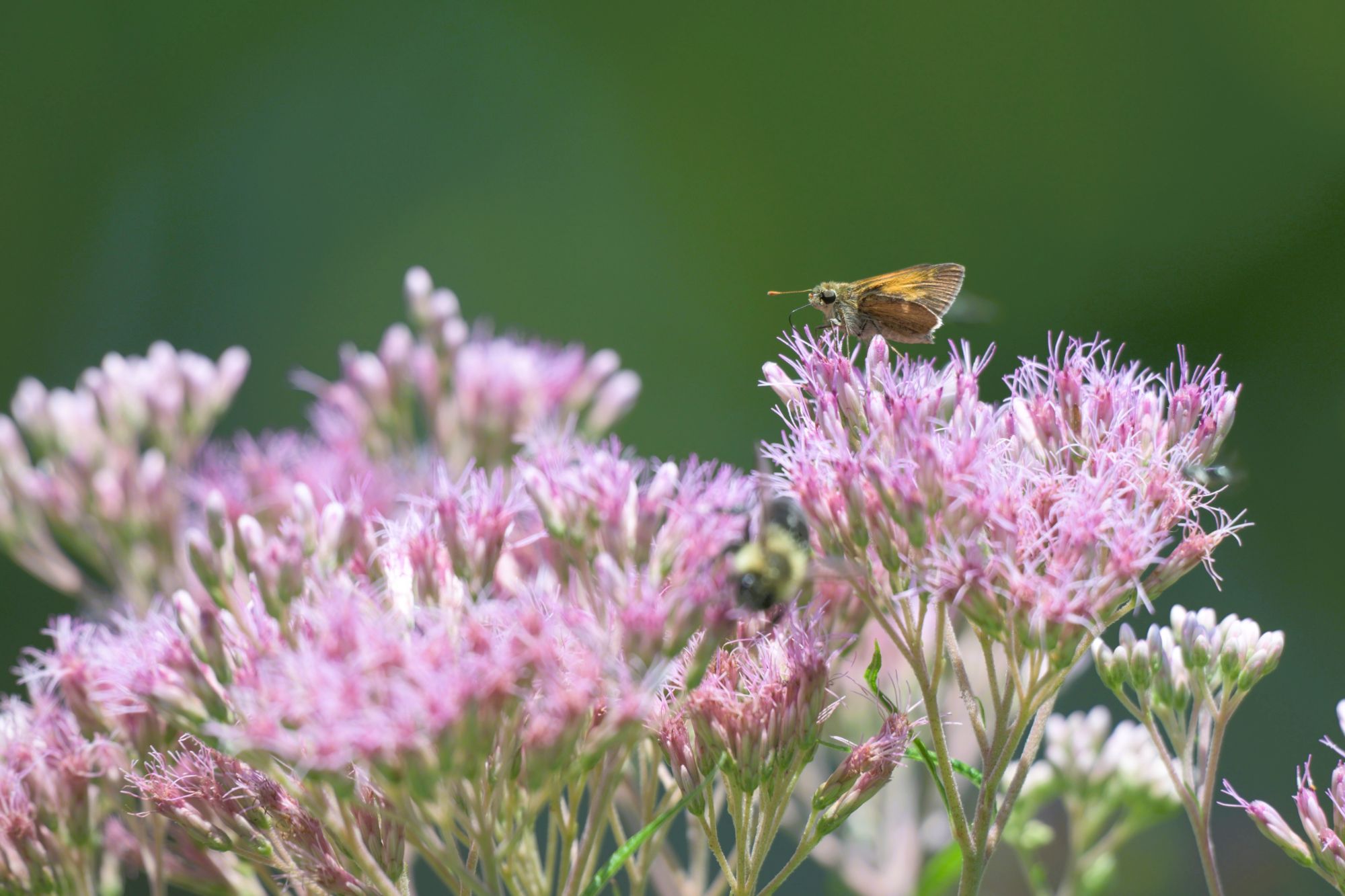 An orange skipper butterfly perched atop the mauve-pink flower clusters of Joe Pye weed (Eutrochium)