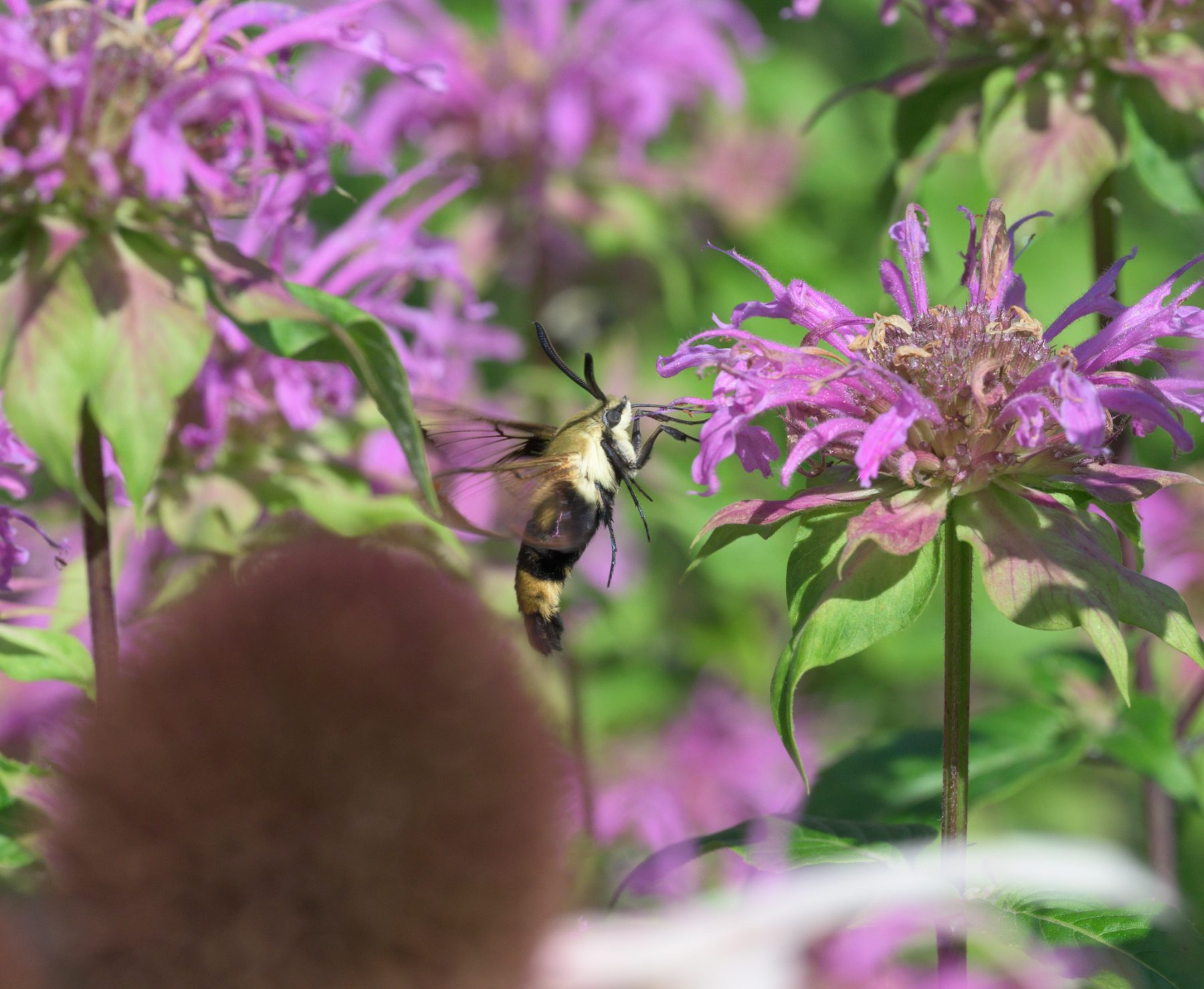 A bumble-bee-like snowberry clearwing moth hovering with its tongue in a lavender wild bergamot flower
