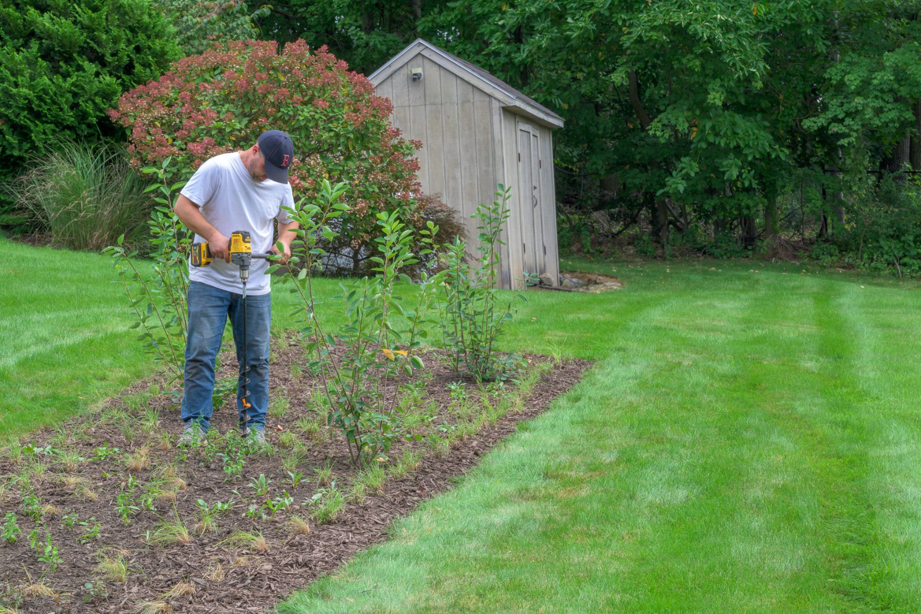 Todd using an auger drill to plant native plugs of coneflower, bergamot, and little bluestem in a freshly mulched bed with young shrubs beside a garden shed