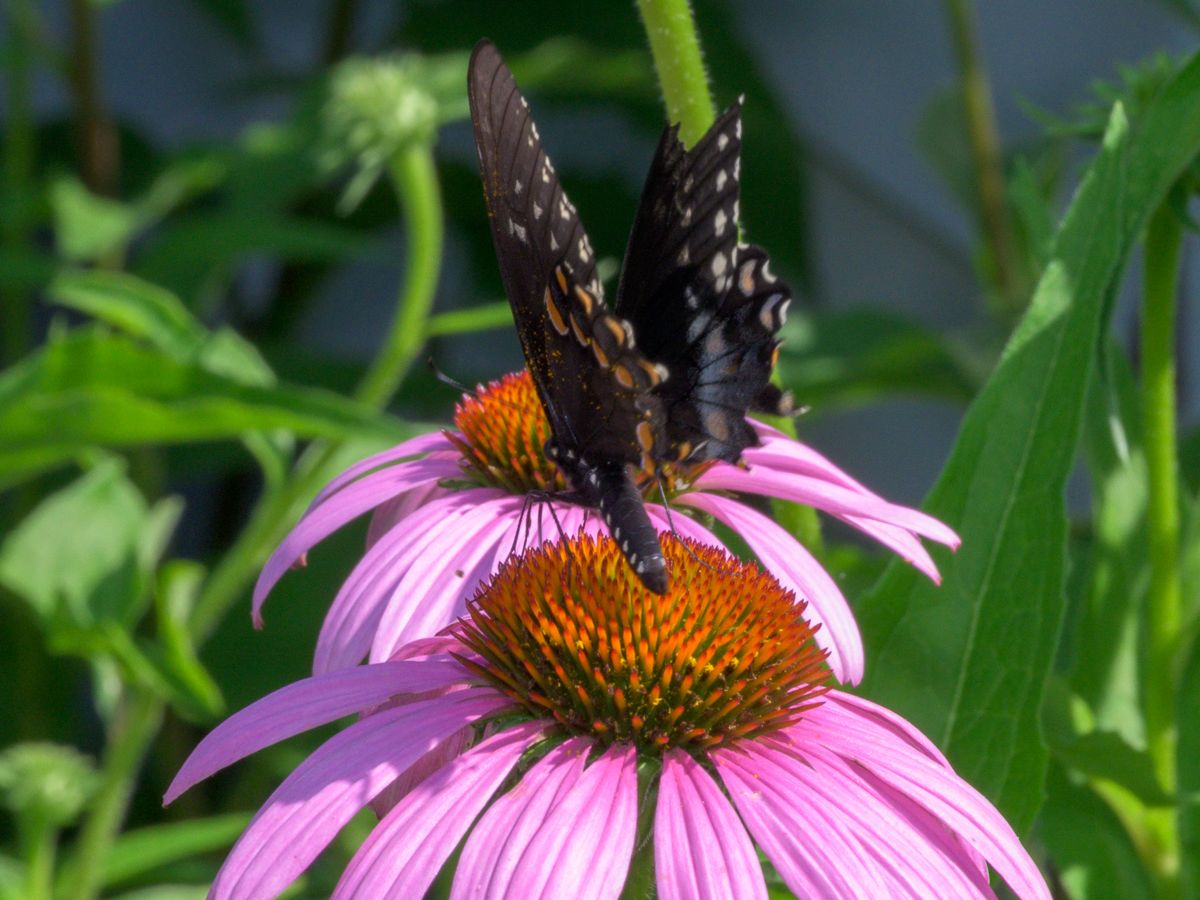 A dark spicebush swallowtail butterfly, wings raised, feeding on the orange central cone of a pink purple coneflower (Echinacea purpurea)