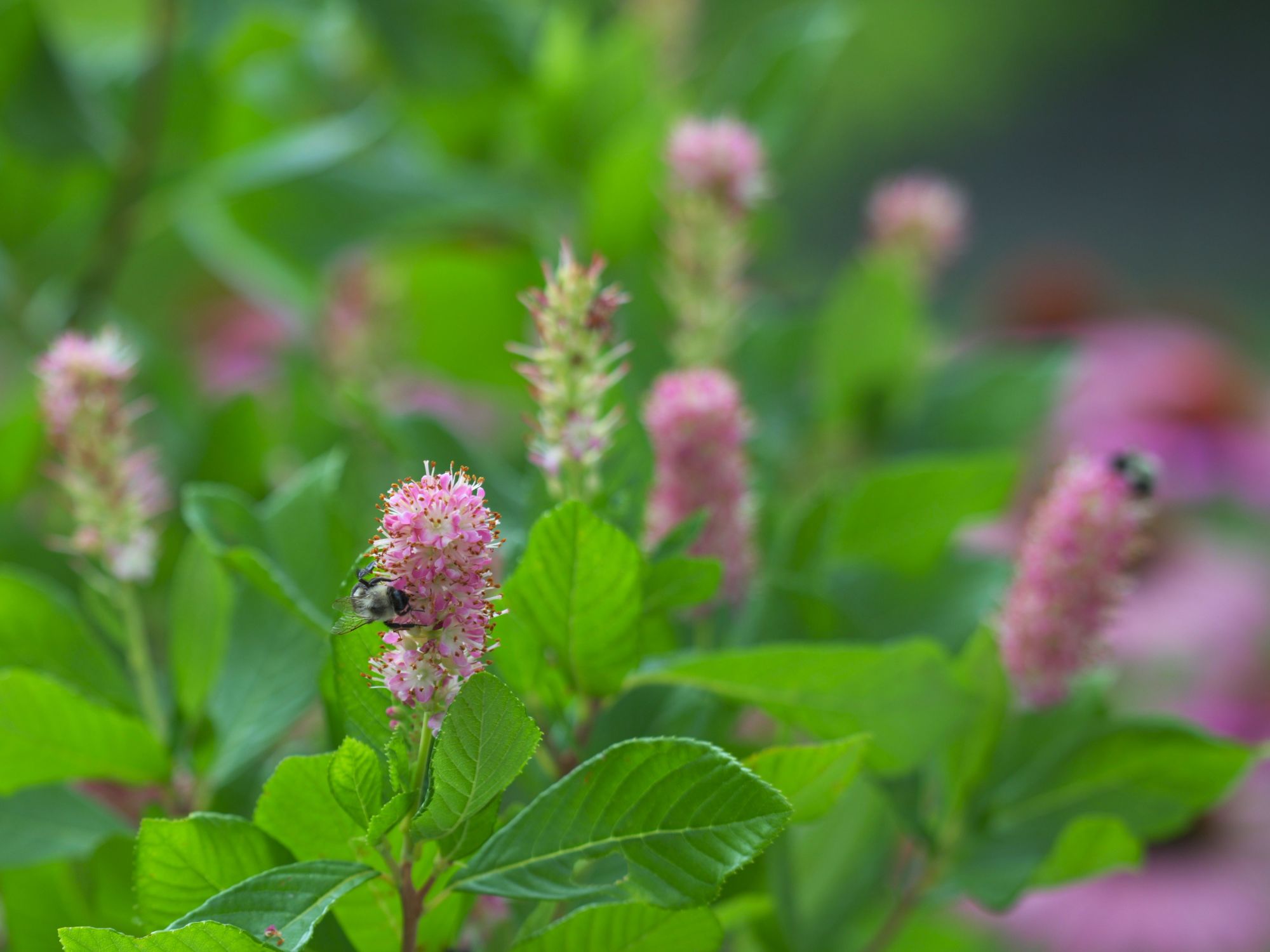A bumble bee foraging on the pink flower spike of summersweet (Clethra alnifolia), surrounded by glossy green foliage